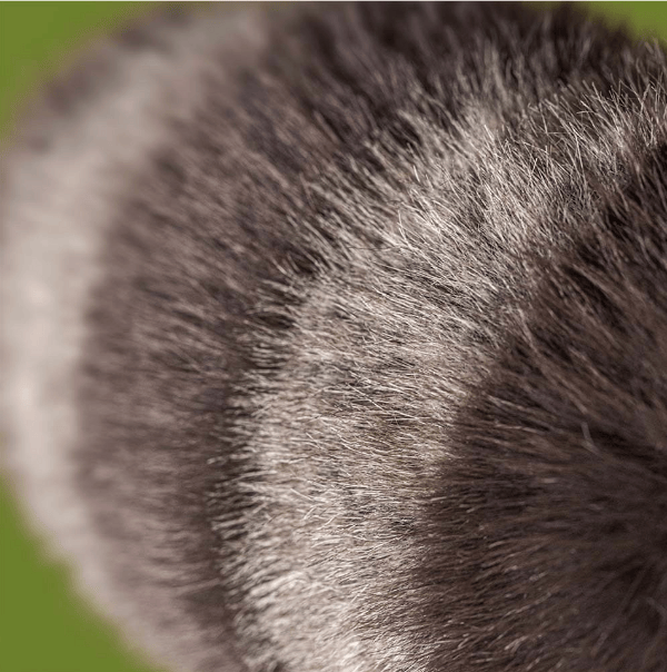 Close-up of gray fur texture
